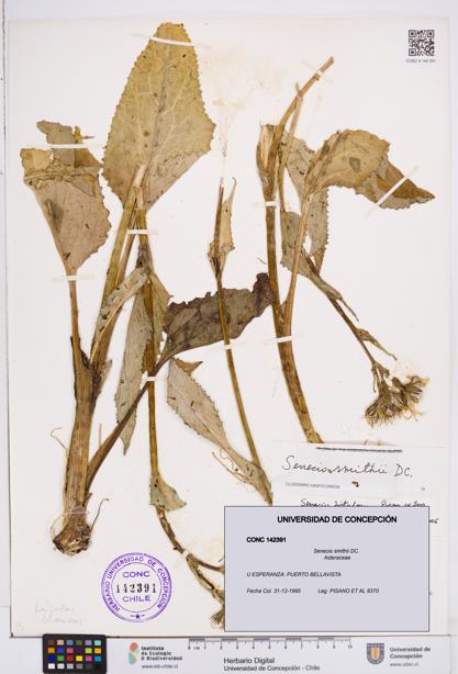 Senecio smithii [Espécimen: ]