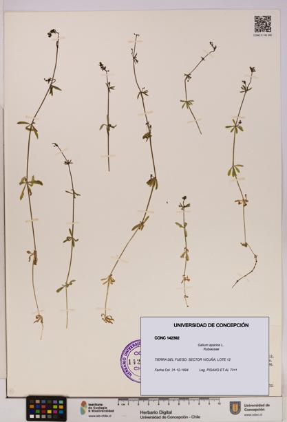 Galium aparine [Espécimen: UDEC:CONC:0142392]