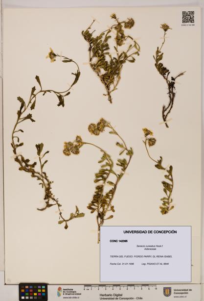 Senecio cuneatus [Espécimen: UDEC:CONC:0142395]
