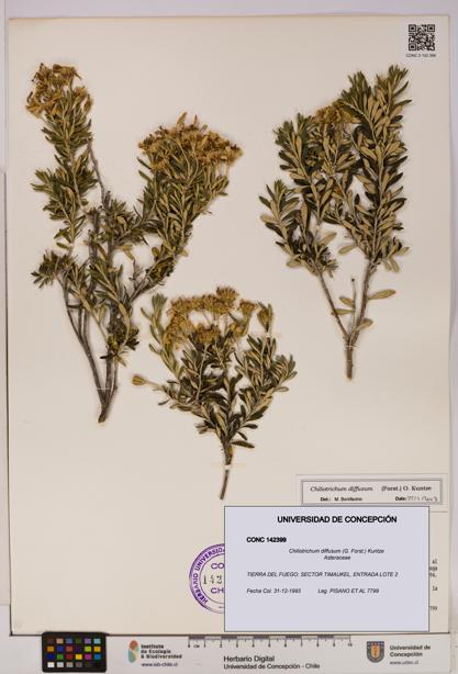 Chiliotrichum diffusum [Espécimen: UDEC:CONC:0142399]