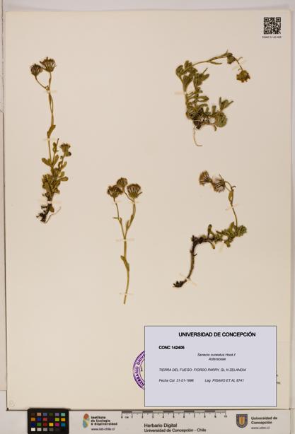 Senecio cuneatus [Espécimen: UDEC:CONC:0142405]