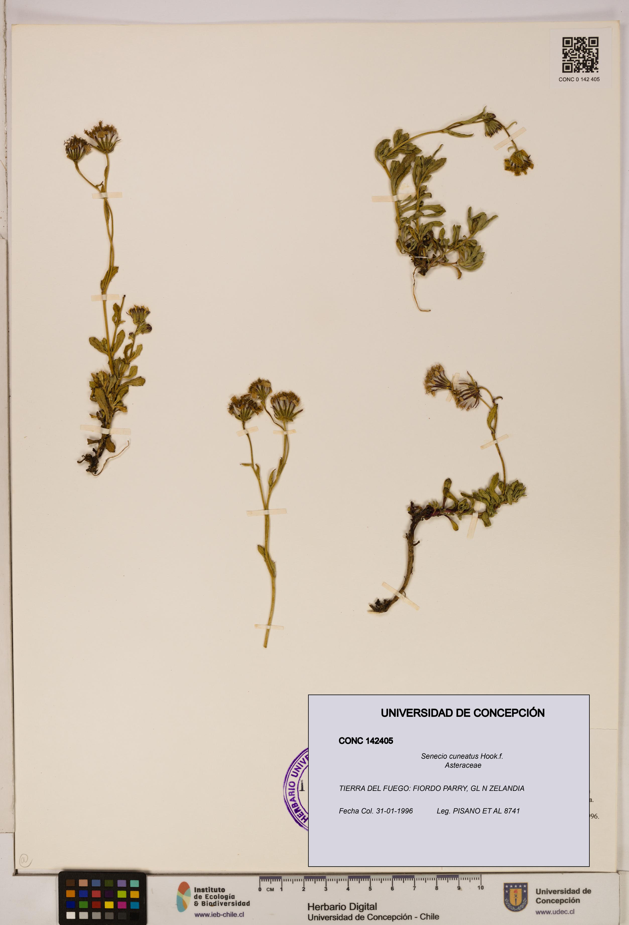 Senecio cuneatus [Espécimen: UDEC:CONC:0142405]