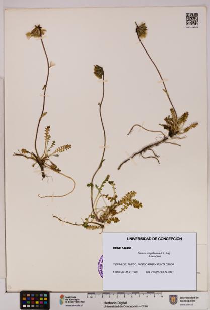 Perezia magellanica [Espécimen: UDEC:CONC:0142406]