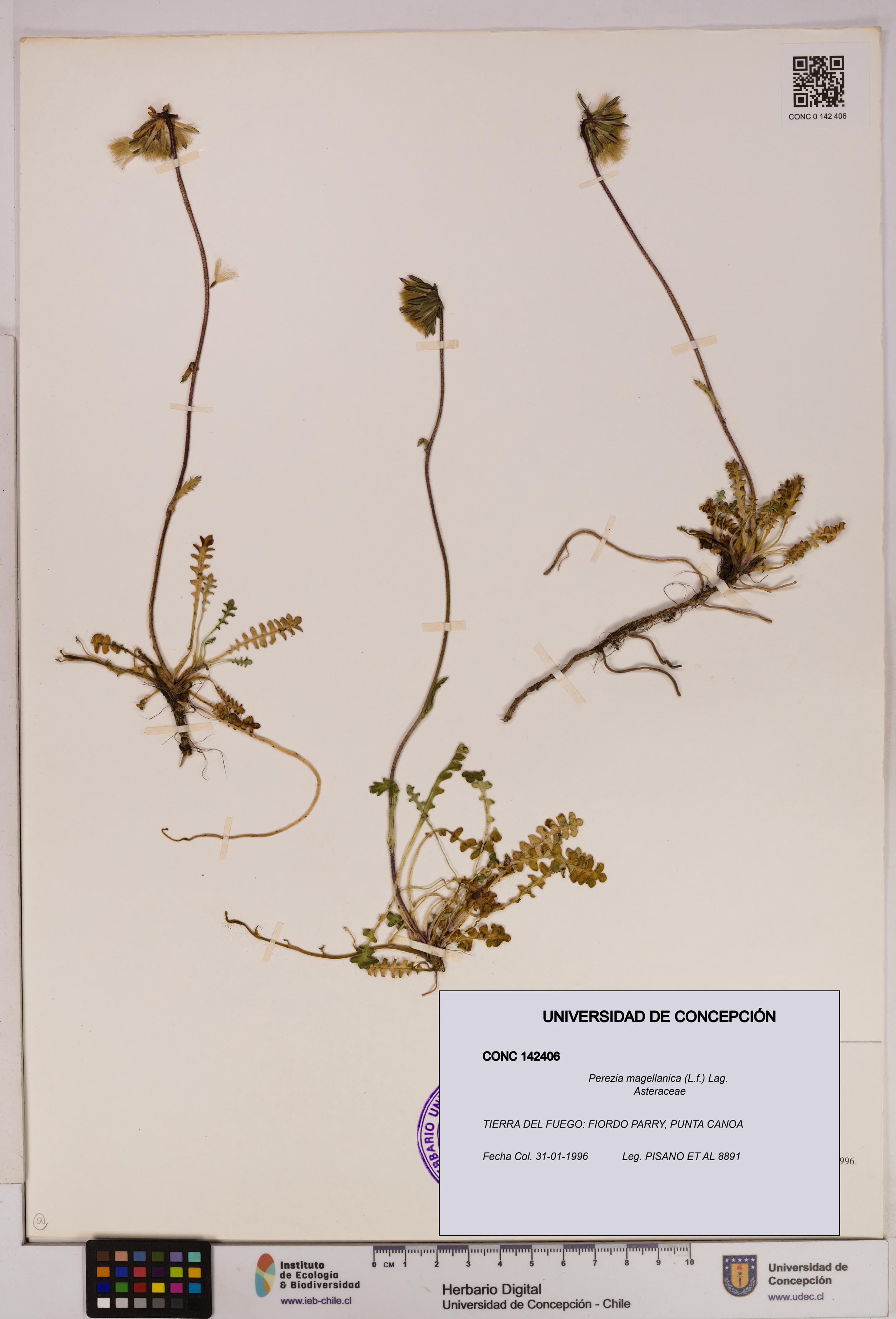 Perezia magellanica [Espécimen: UDEC:CONC:0142406]