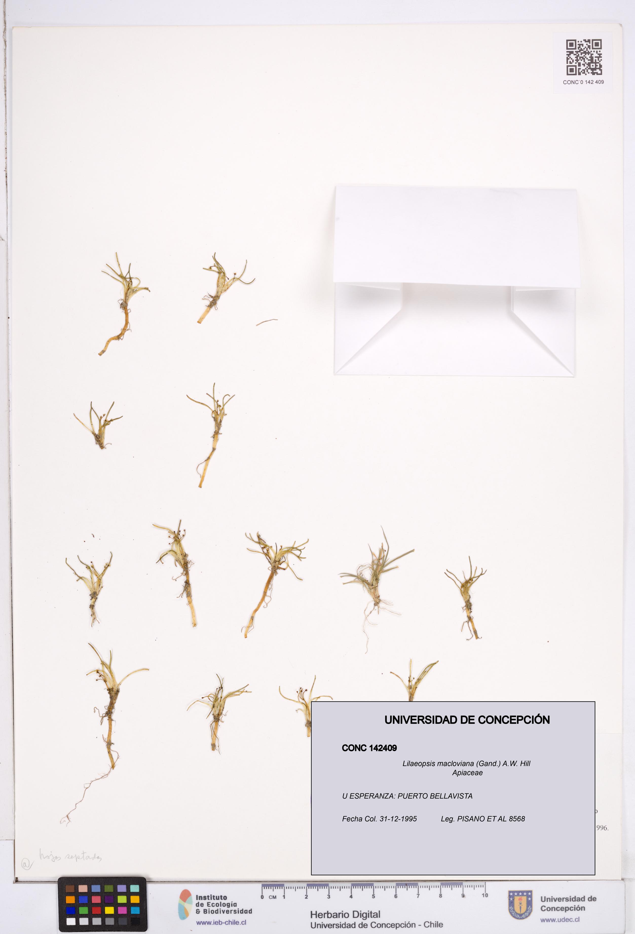 Lilaeopsis macloviana [Espécimen: ]