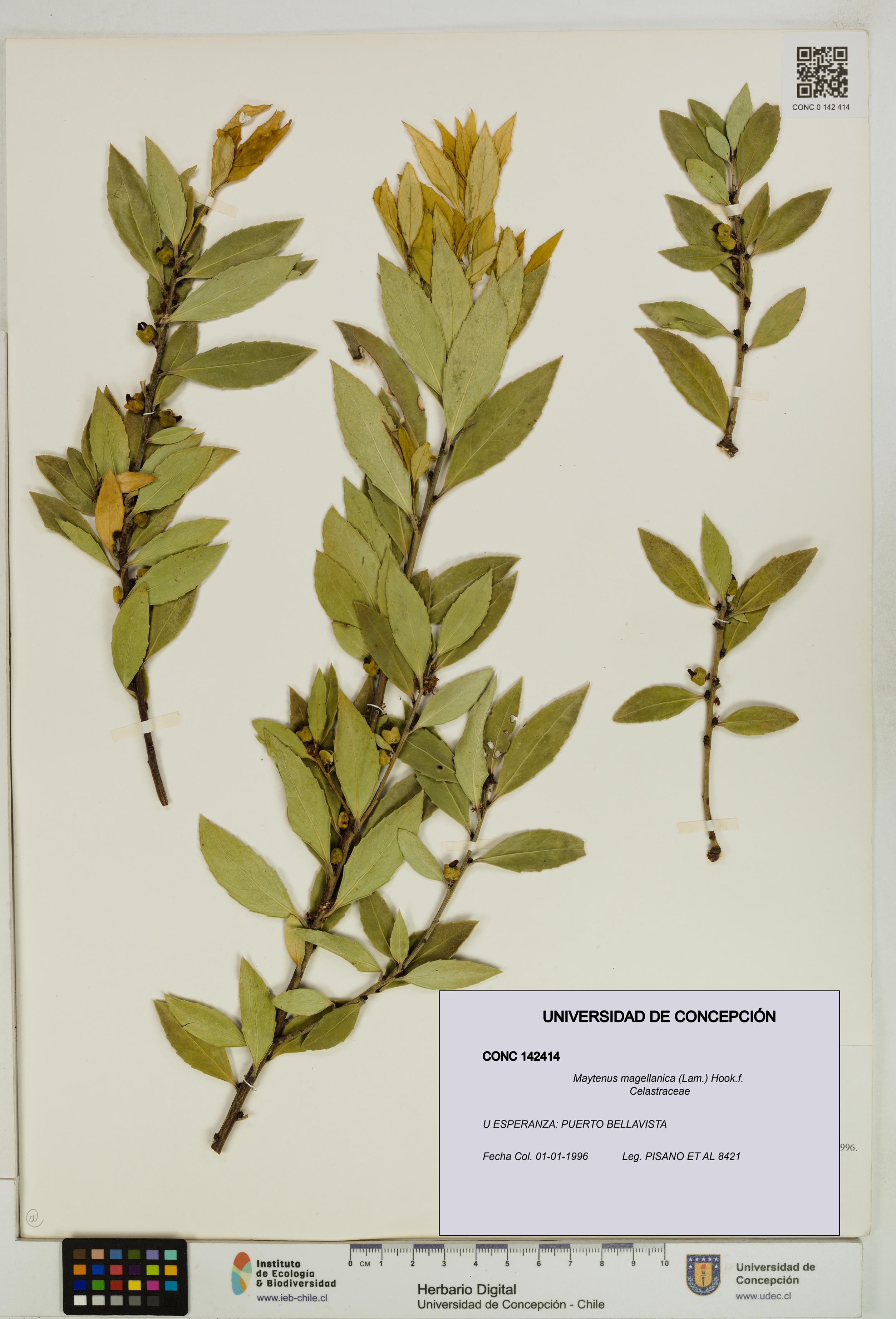 Maytenus magellanica [Espécimen: UDEC:CONC:0142414]