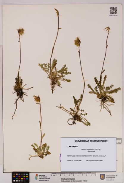 Perezia magellanica [Espécimen: UDEC:CONC:0142418]