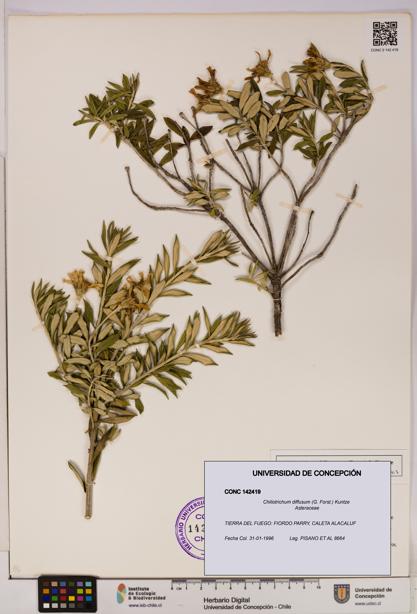 Chiliotrichum diffusum [Espécimen: UDEC:CONC:0142419]