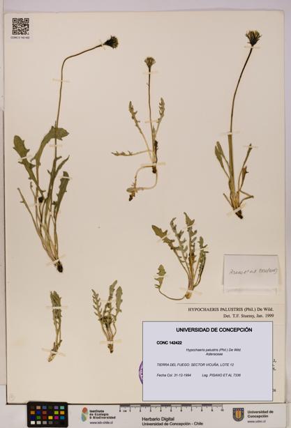 Hypochaeris palustris [Espécimen: UDEC:CONC:0142422]