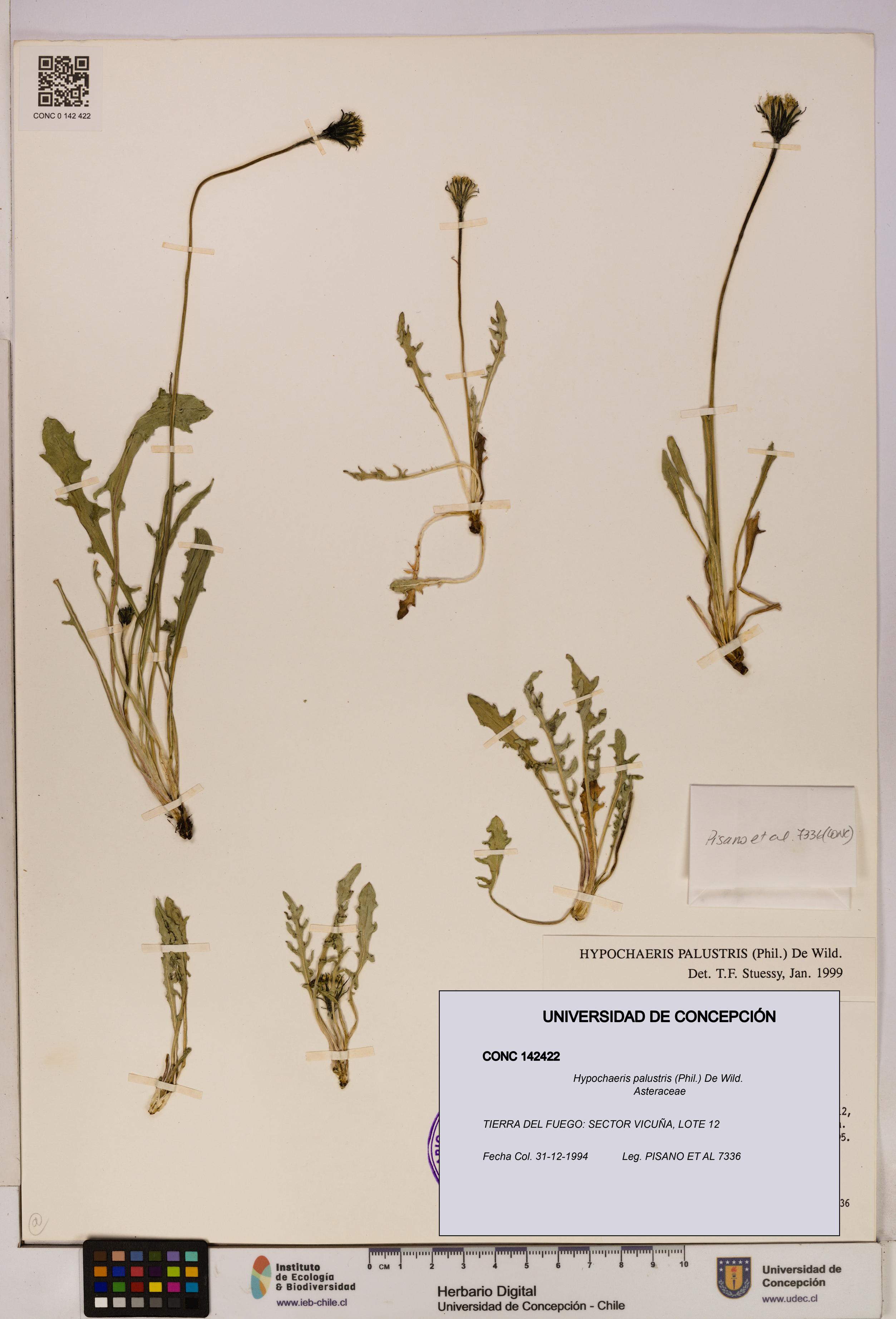 Hypochaeris palustris [Espécimen: UDEC:CONC:0142422]