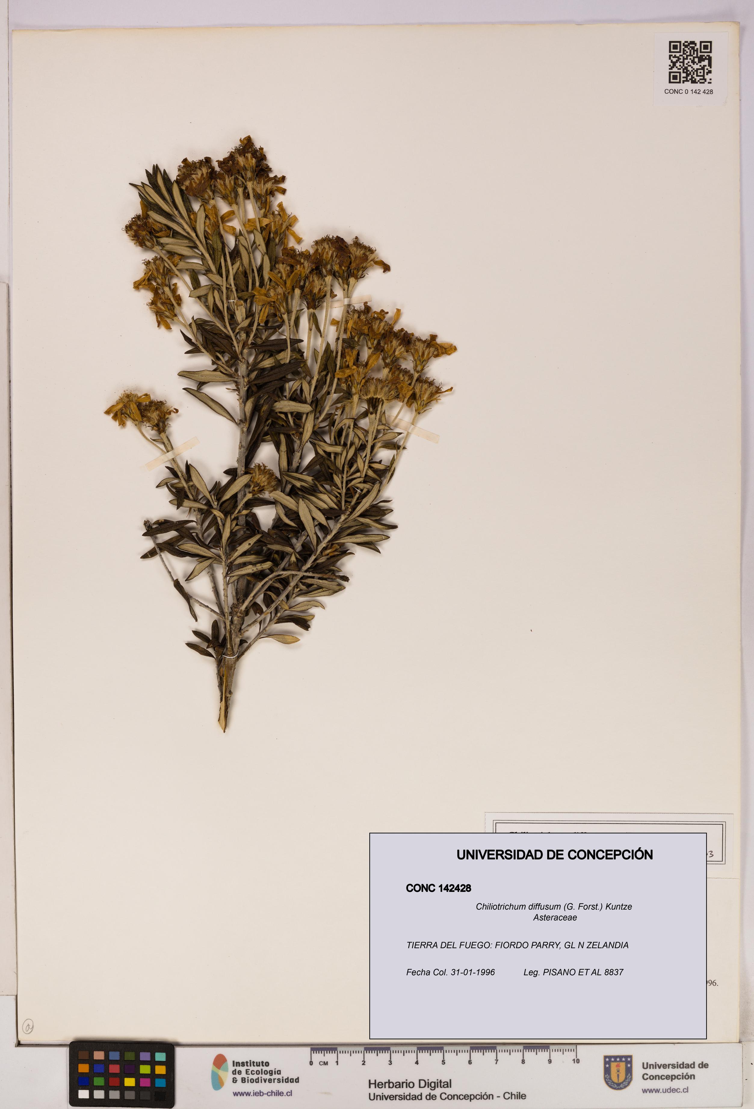 Chiliotrichum diffusum [Espécimen: UDEC:CONC:0142428]