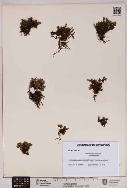 Drapetes muscosus [Espécimen: UDEC:CONC:0142429]