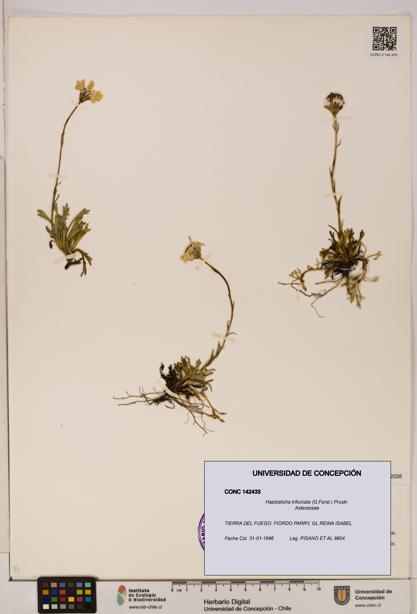 Haplosticha trifurcata [Espécimen: UDEC:CONC:0142433]