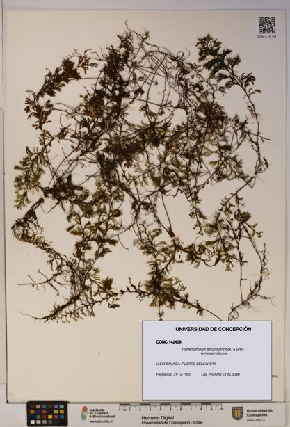 Hymenophyllum secundum [Espécimen: ]