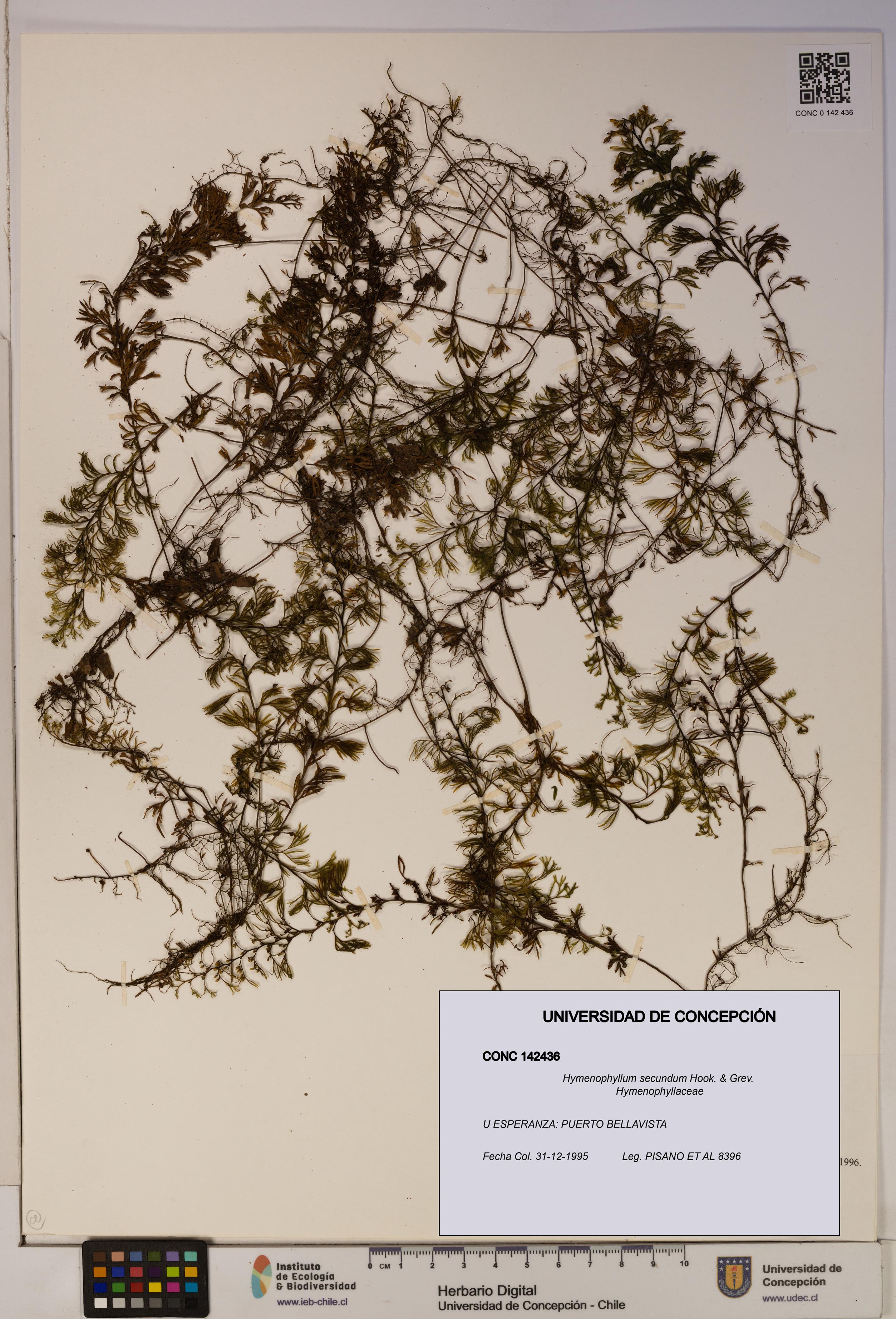 Hymenophyllum secundum [Espécimen: ]