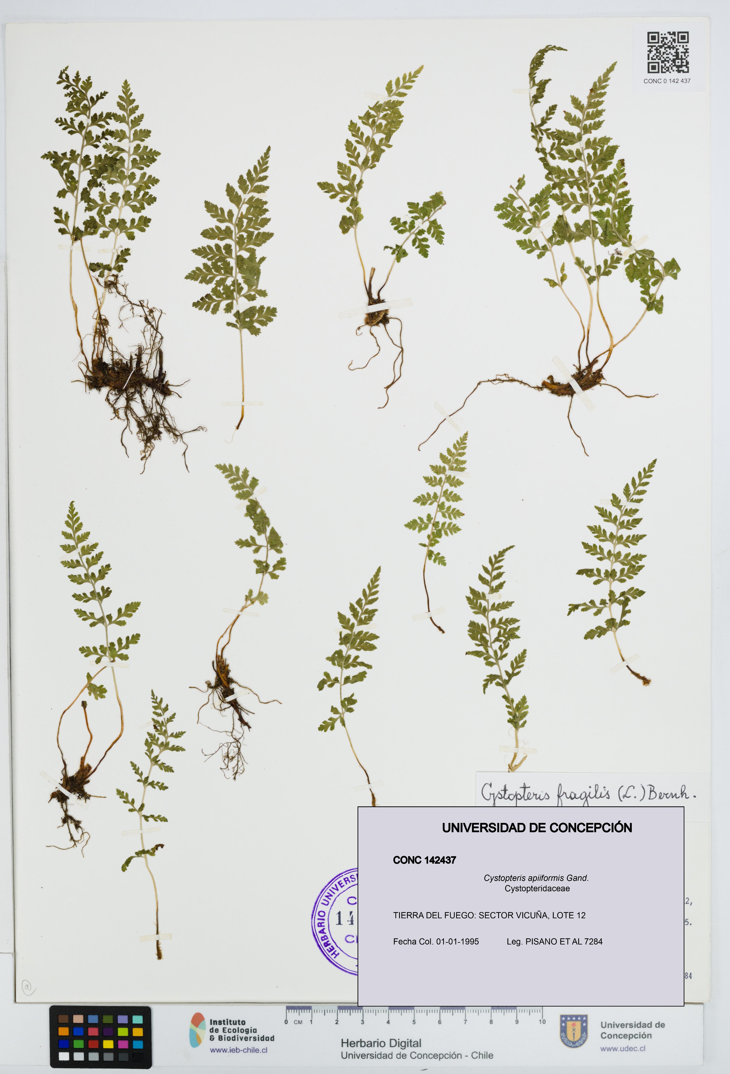 Cystopteris apiiformis [Espécimen: UDEC:CONC:0142437]
