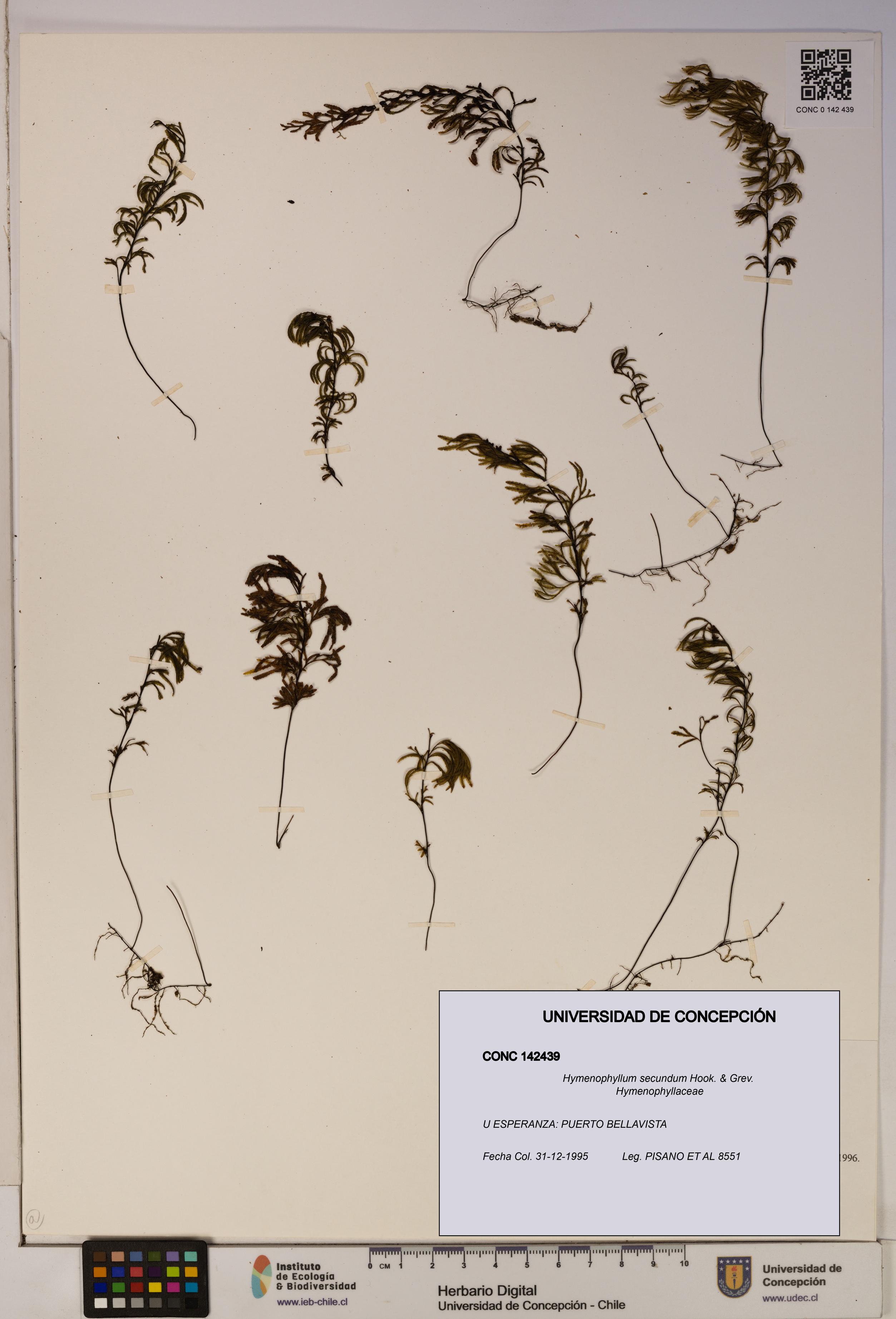 Hymenophyllum secundum [Espécimen: ]