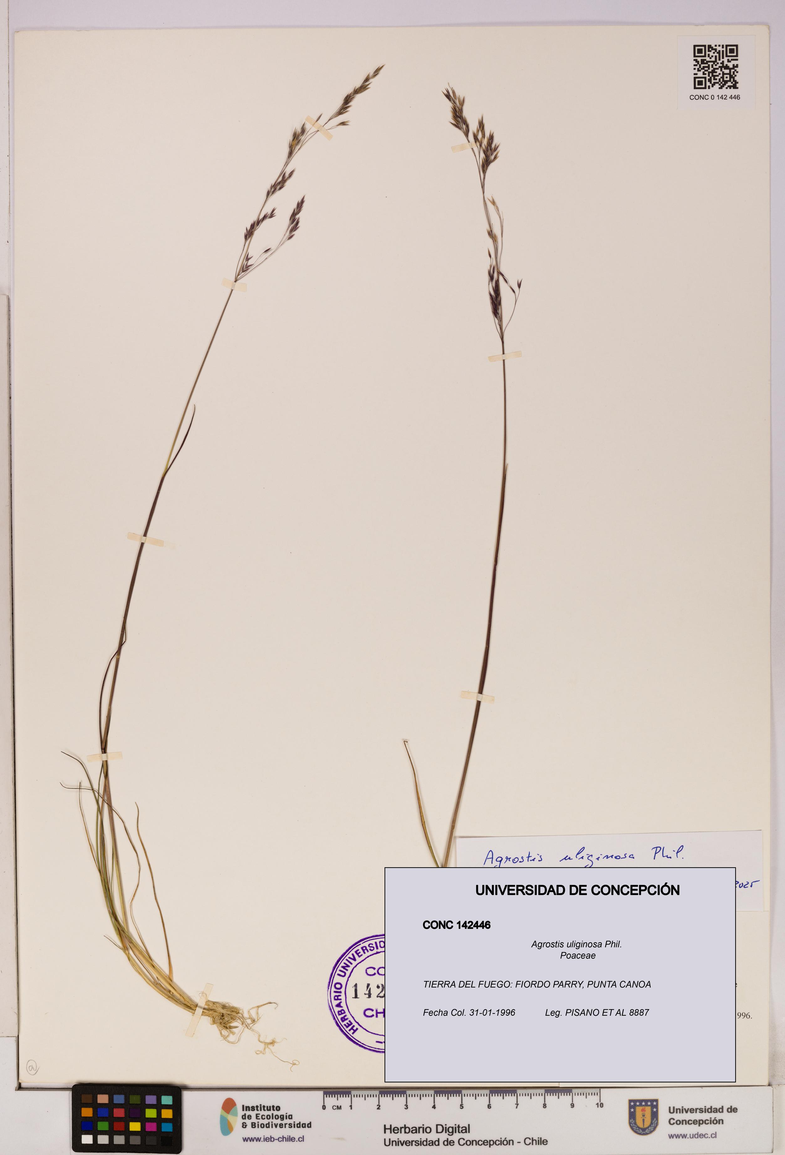 Agrostis uliginosa [Espécimen: UDEC:CONC:0142446]
