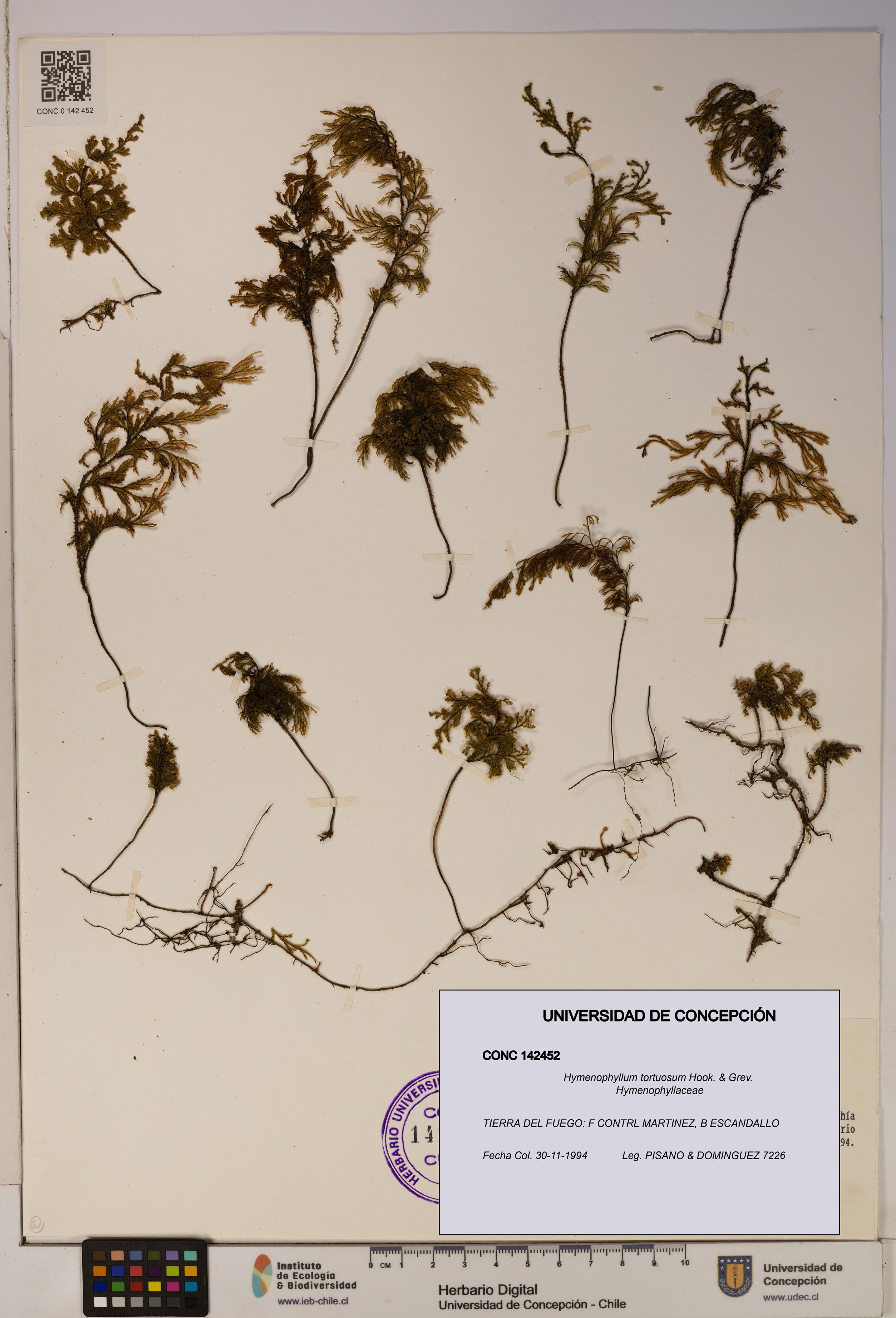 Hymenophyllum tortuosum [Espécimen: ]