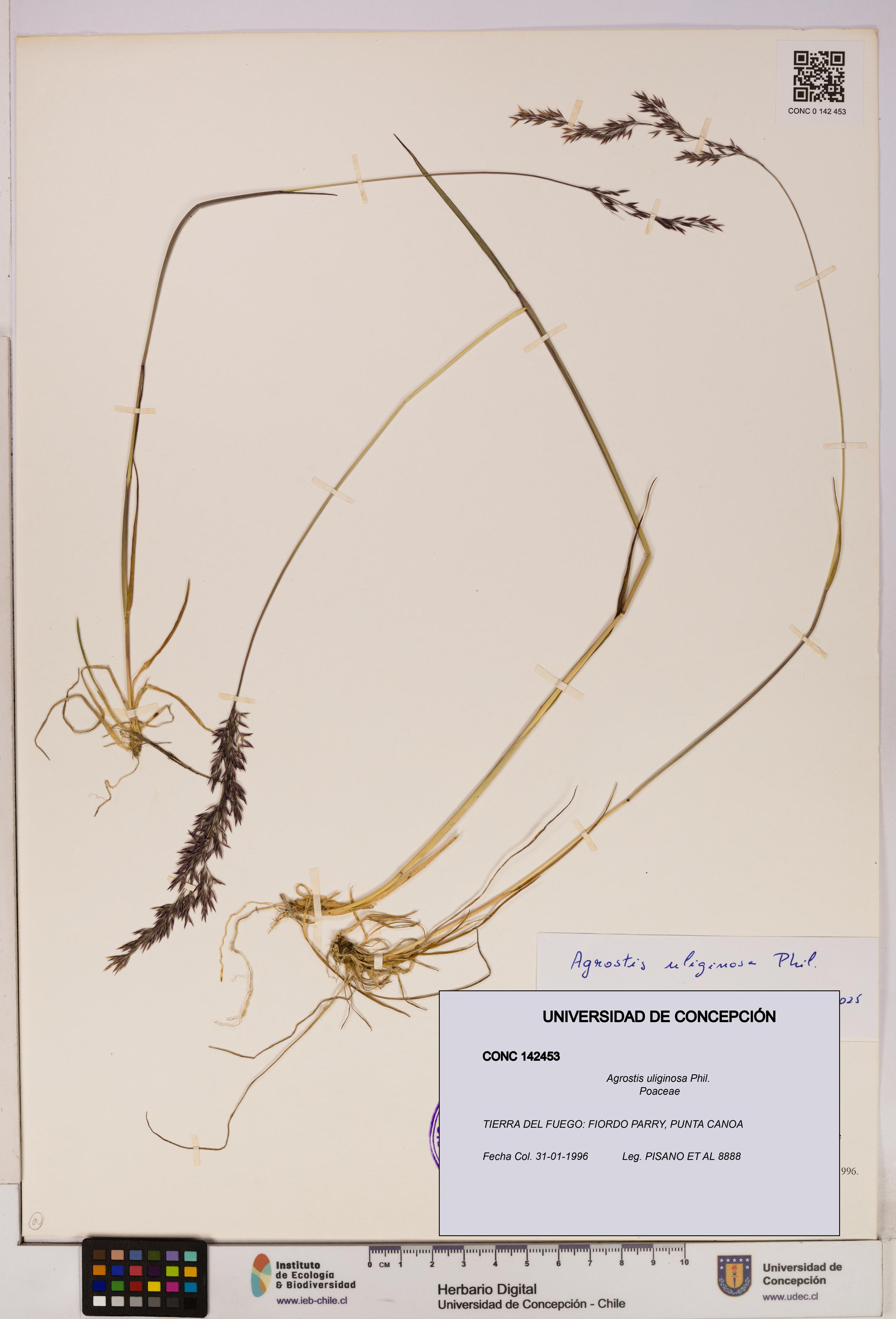 Agrostis uliginosa [Espécimen: UDEC:CONC:0142453]