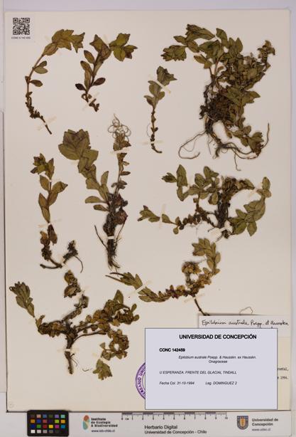 Epilobium australe [Espécimen: UDEC:CONC:0142459]