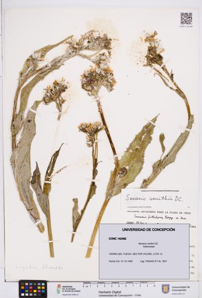 Senecio smithii [Espécimen: ]