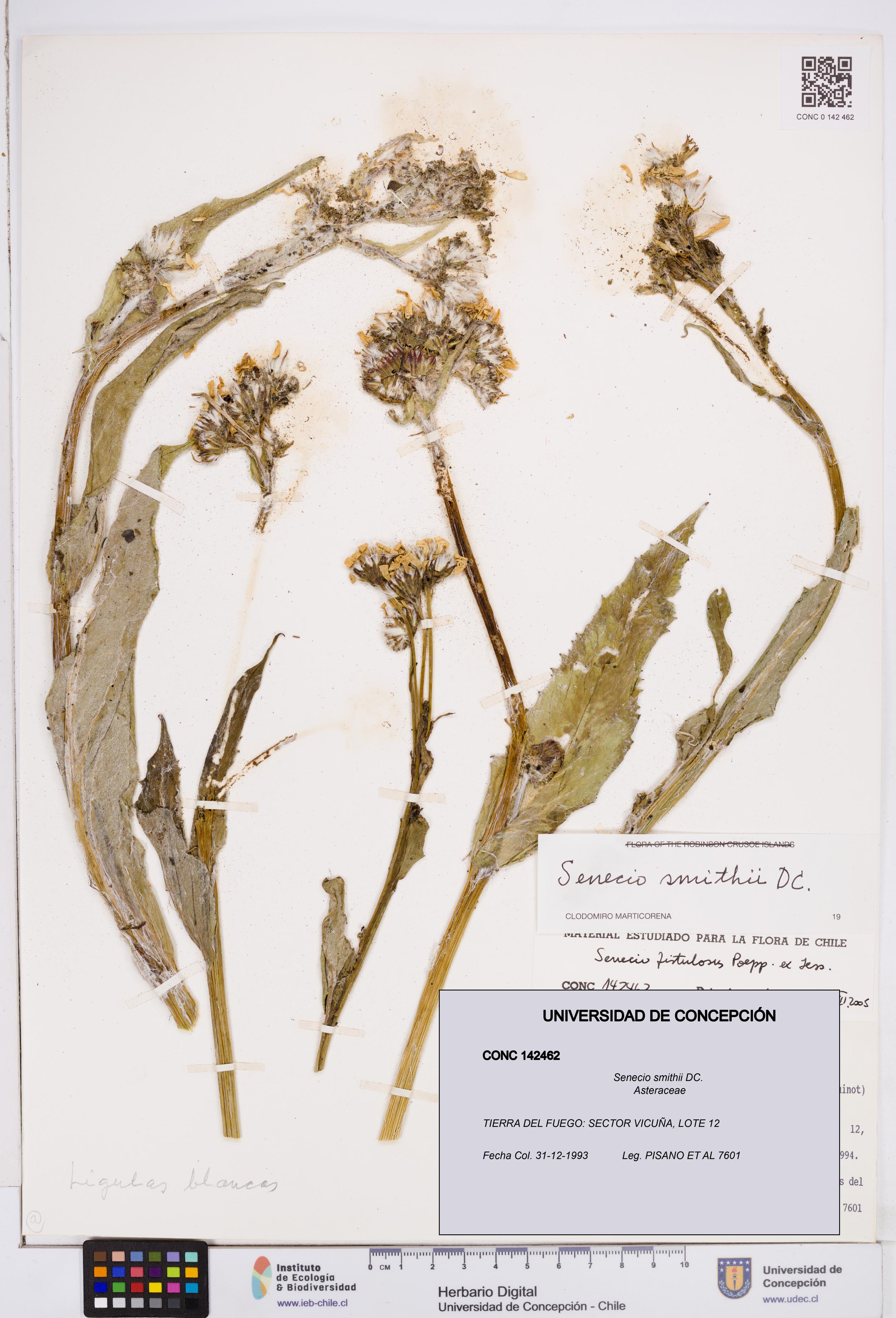Senecio smithii [Espécimen: ]