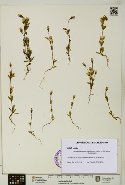 Gentianella magellanica [Espécimen: UDEC:CONC:0142464]