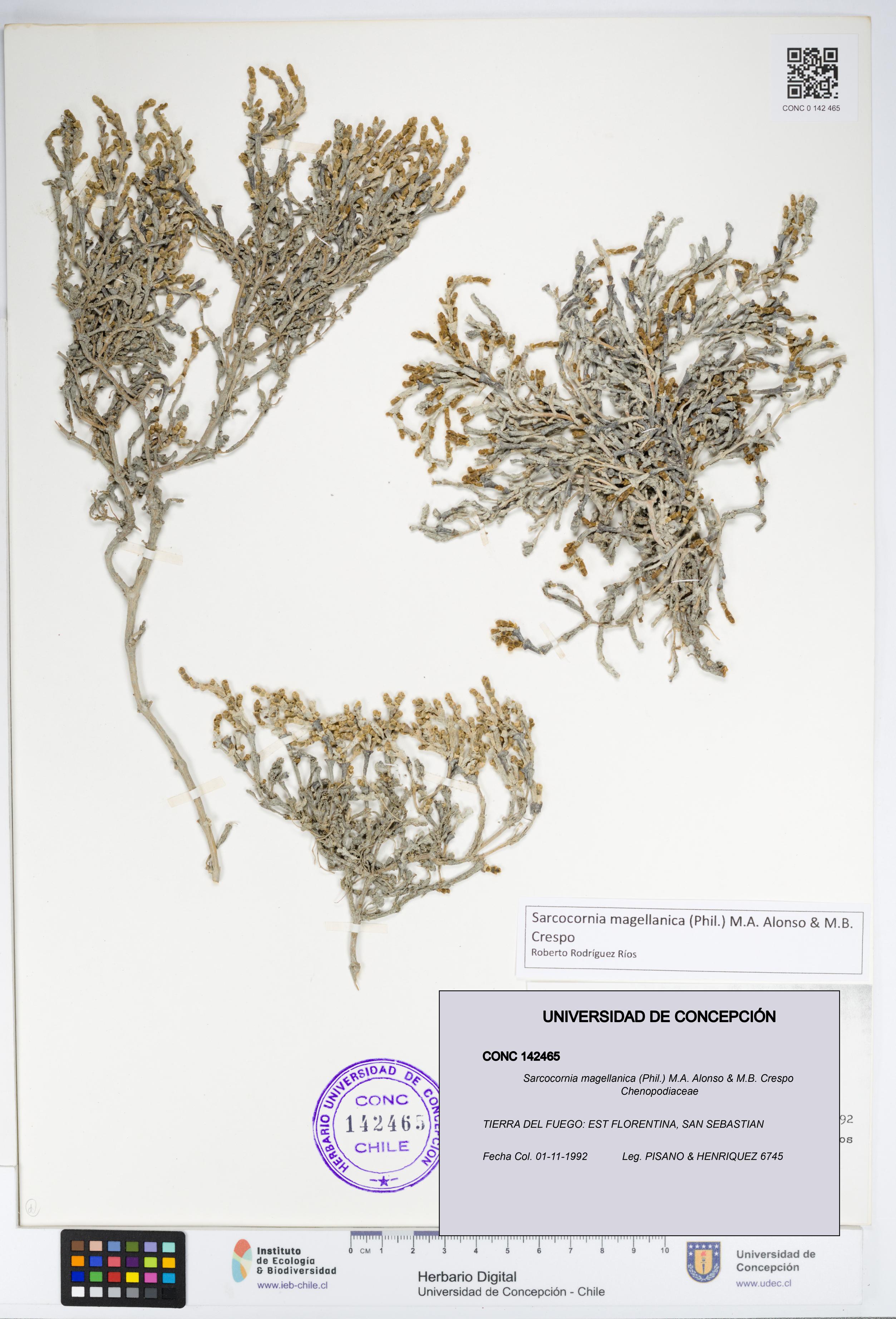 Sarcocornia magellanica [Espécimen: UDEC:CONC:0142465]