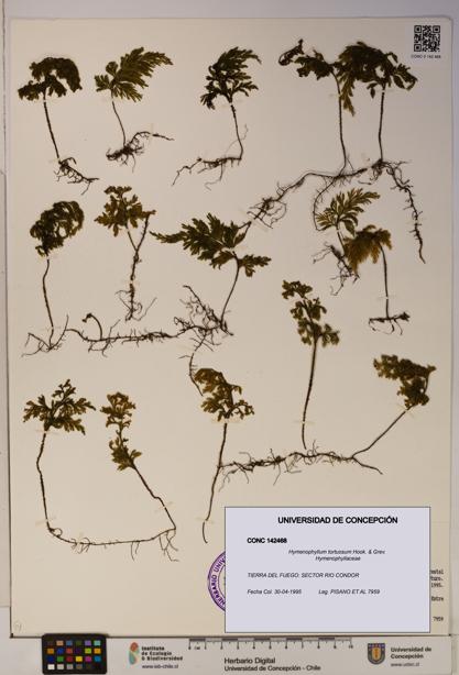 Hymenophyllum tortuosum [Espécimen: ]