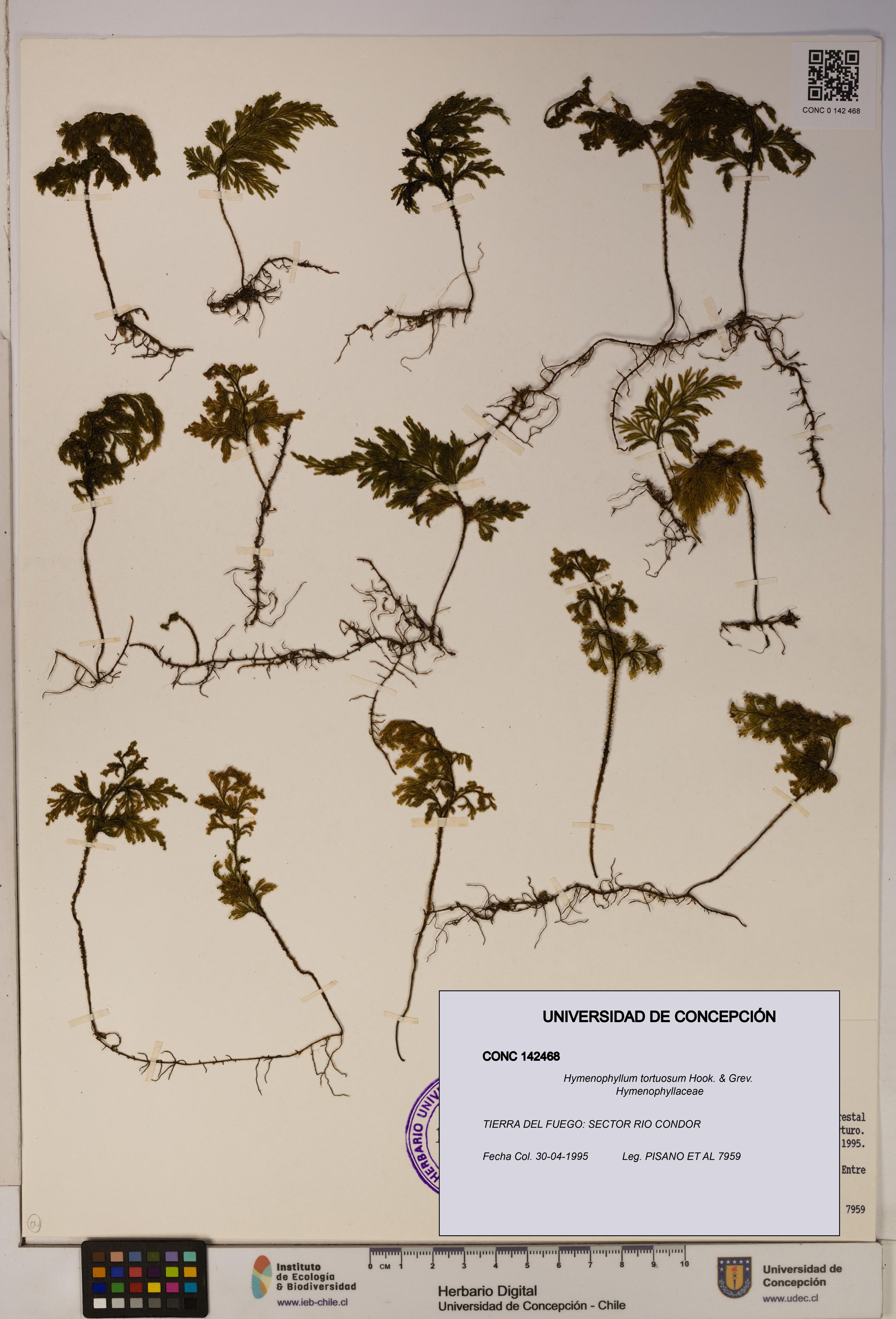 Hymenophyllum tortuosum [Espécimen: ]