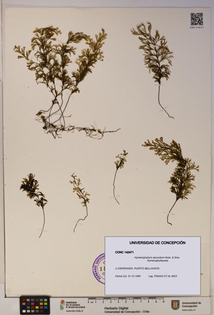 Hymenophyllum secundum [Espécimen: ]