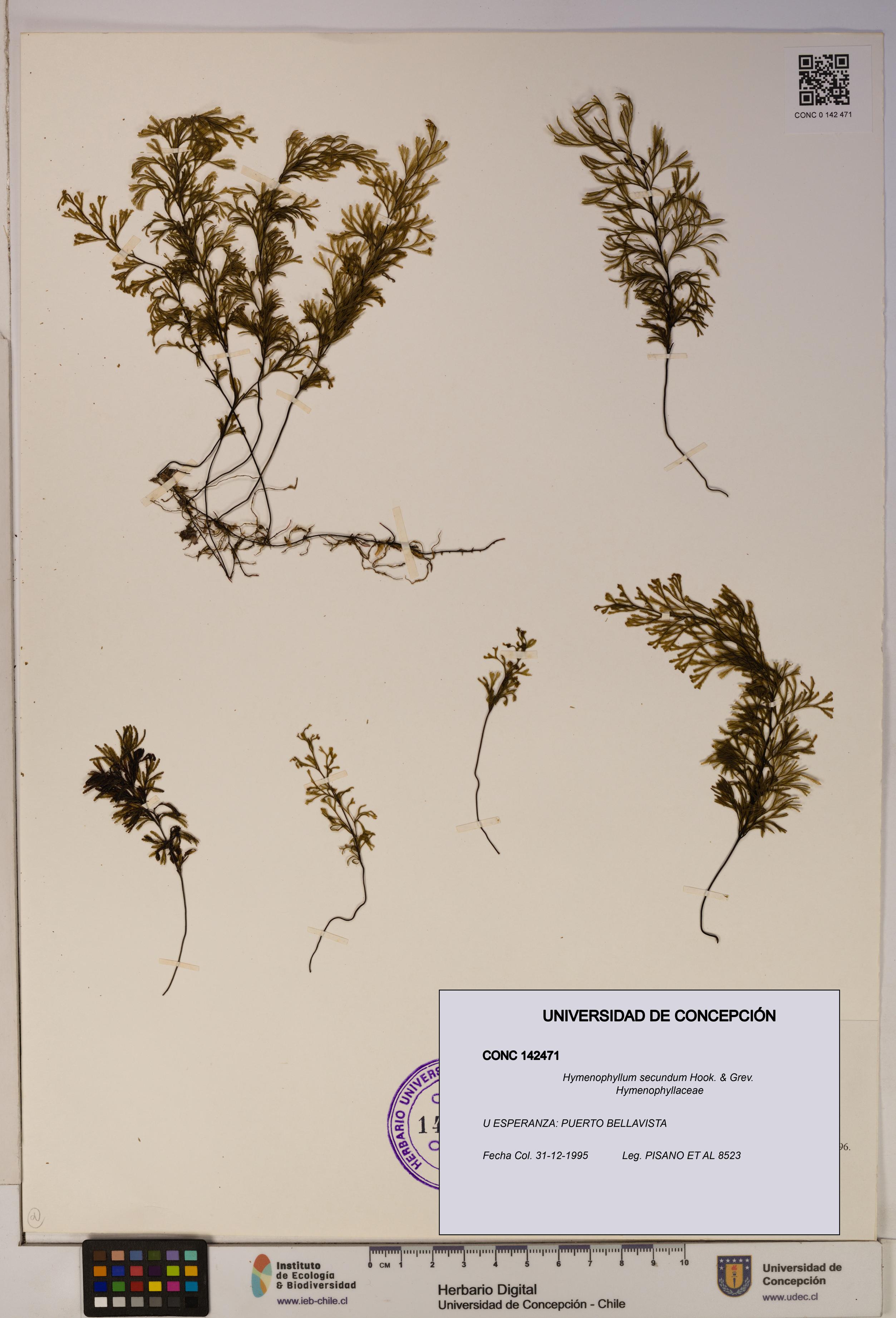 Hymenophyllum secundum [Espécimen: ]
