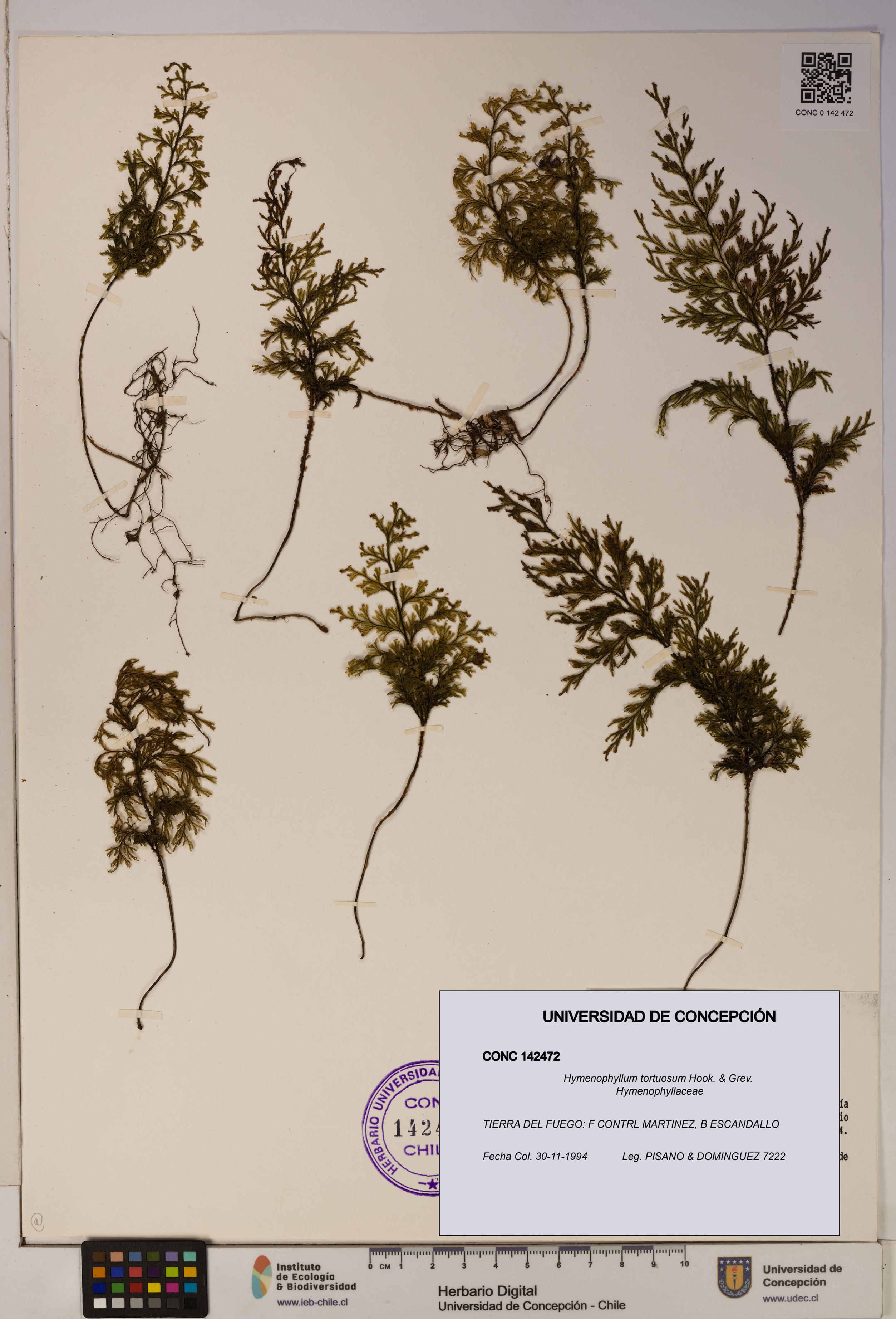 Hymenophyllum tortuosum [Espécimen: ]