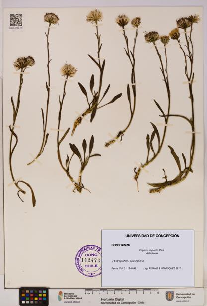 Erigeron myosotis [Espécimen: UDEC:CONC:0142476]