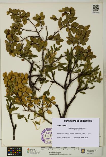 Misodendrum brachystachium [Espécimen: UDEC:CONC:0142482]