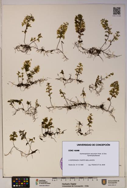 Hymenophyllum secundum [Espécimen: ]