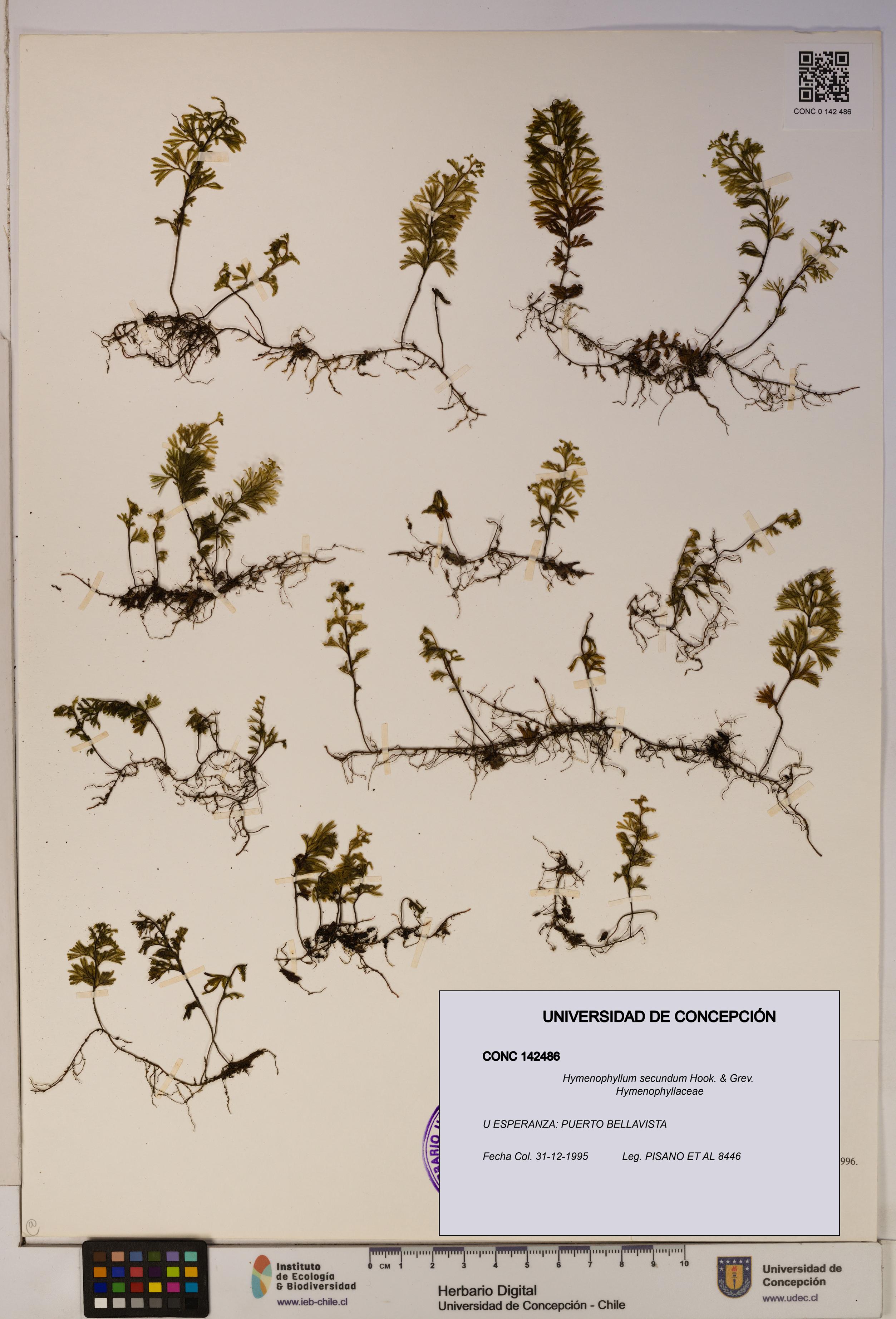 Hymenophyllum secundum [Espécimen: ]
