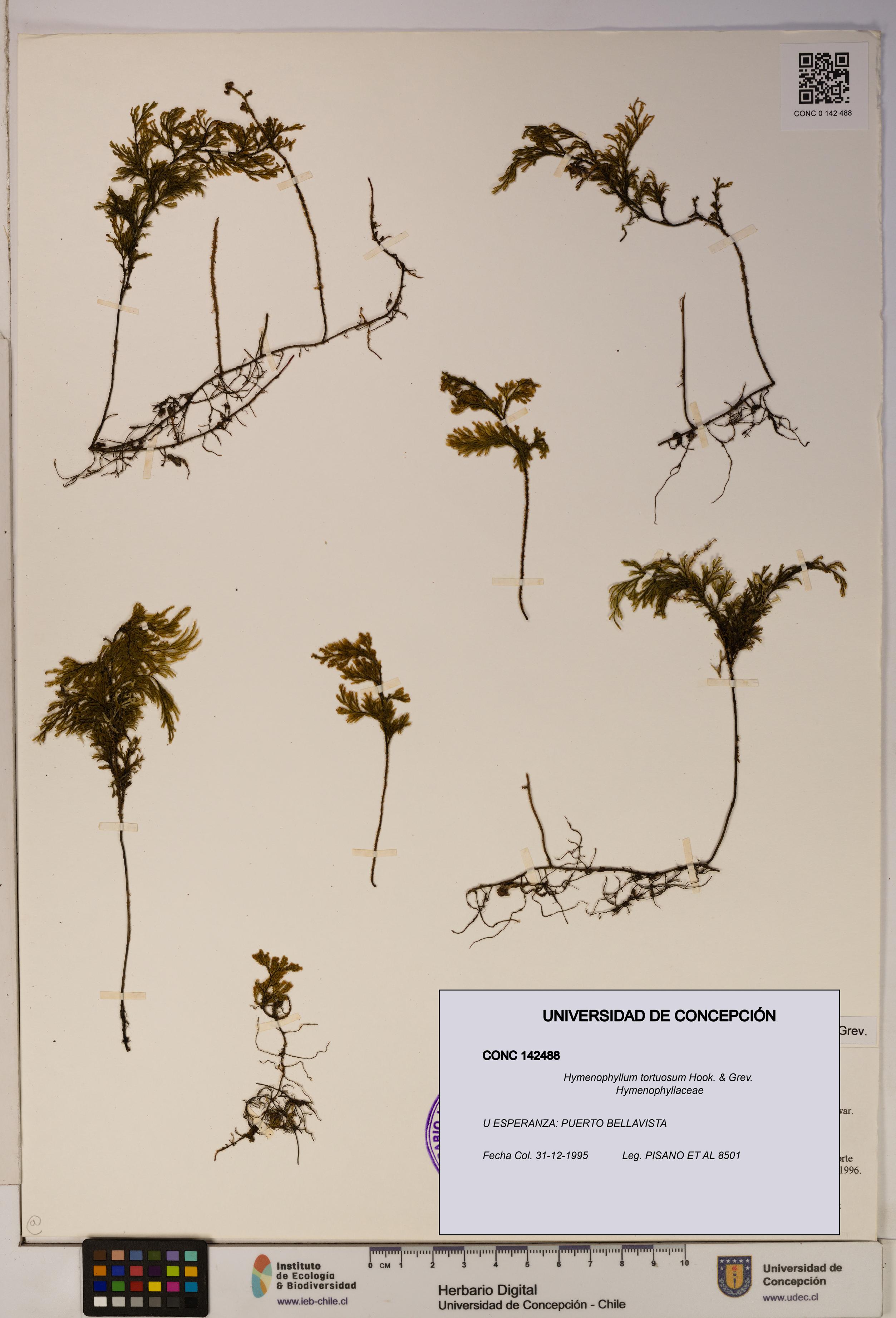 Hymenophyllum tortuosum [Espécimen: ]