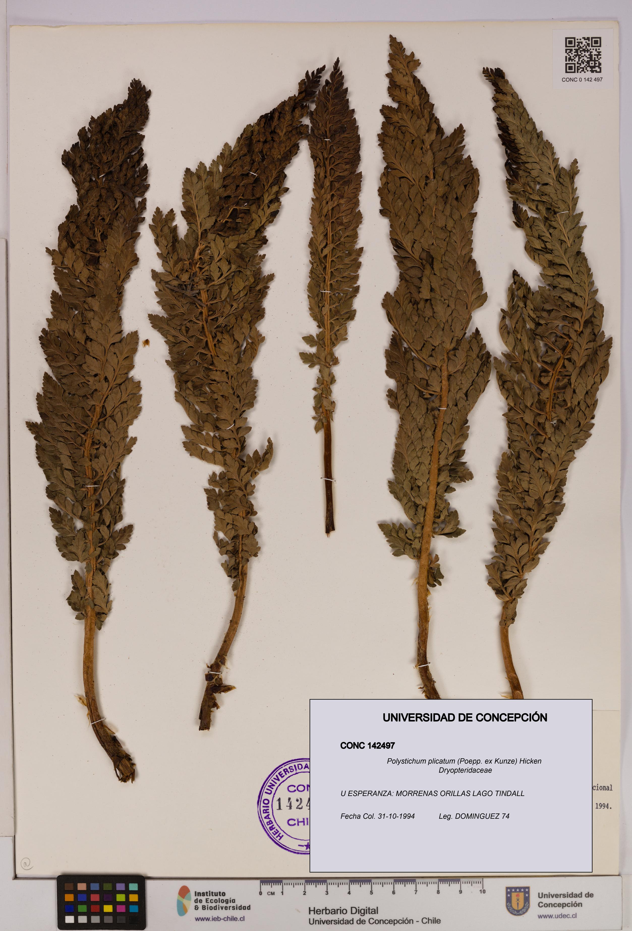 Polystichum plicatum [Espécimen: UDEC:CONC:0142497]