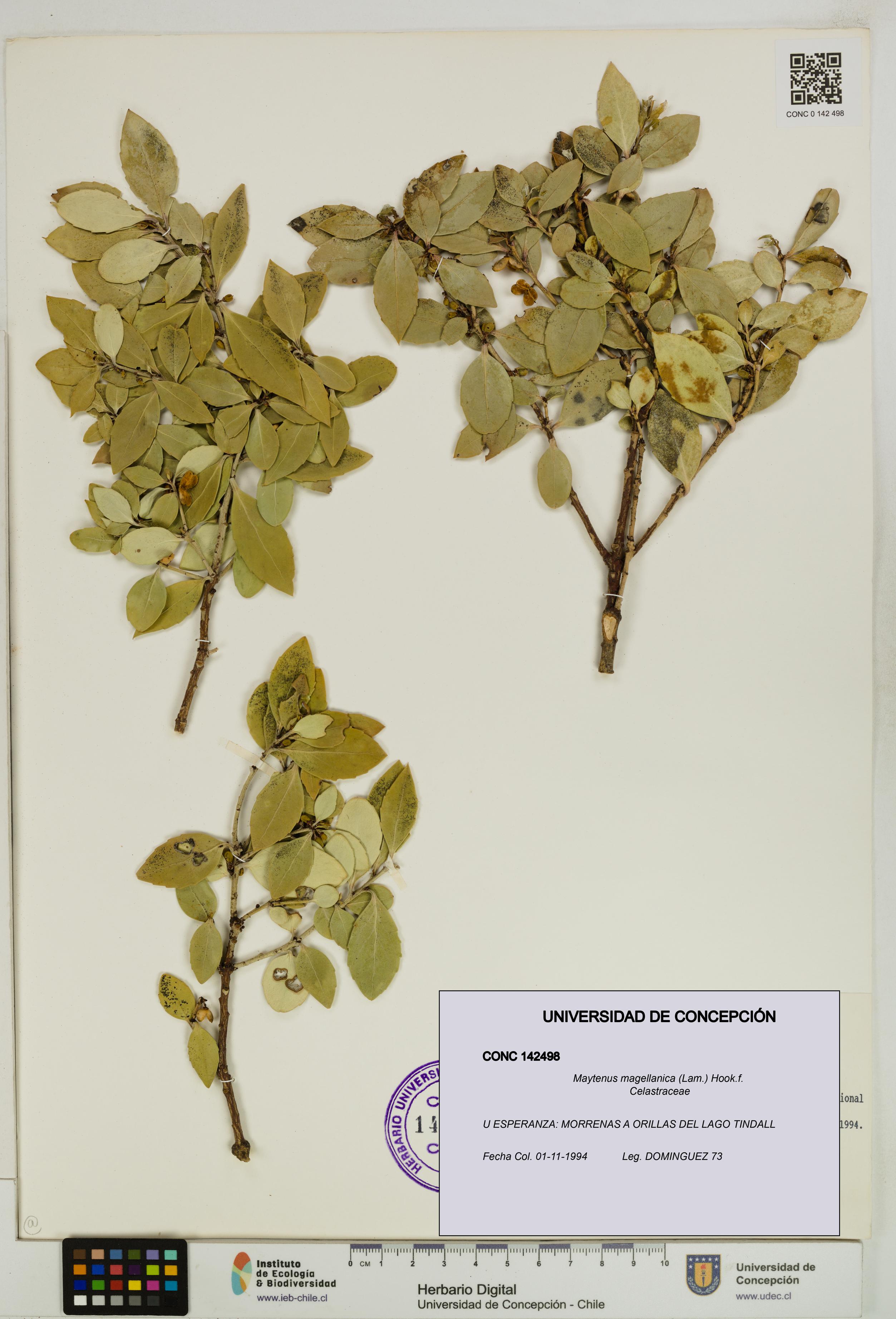 Maytenus magellanica [Espécimen: UDEC:CONC:0142498]