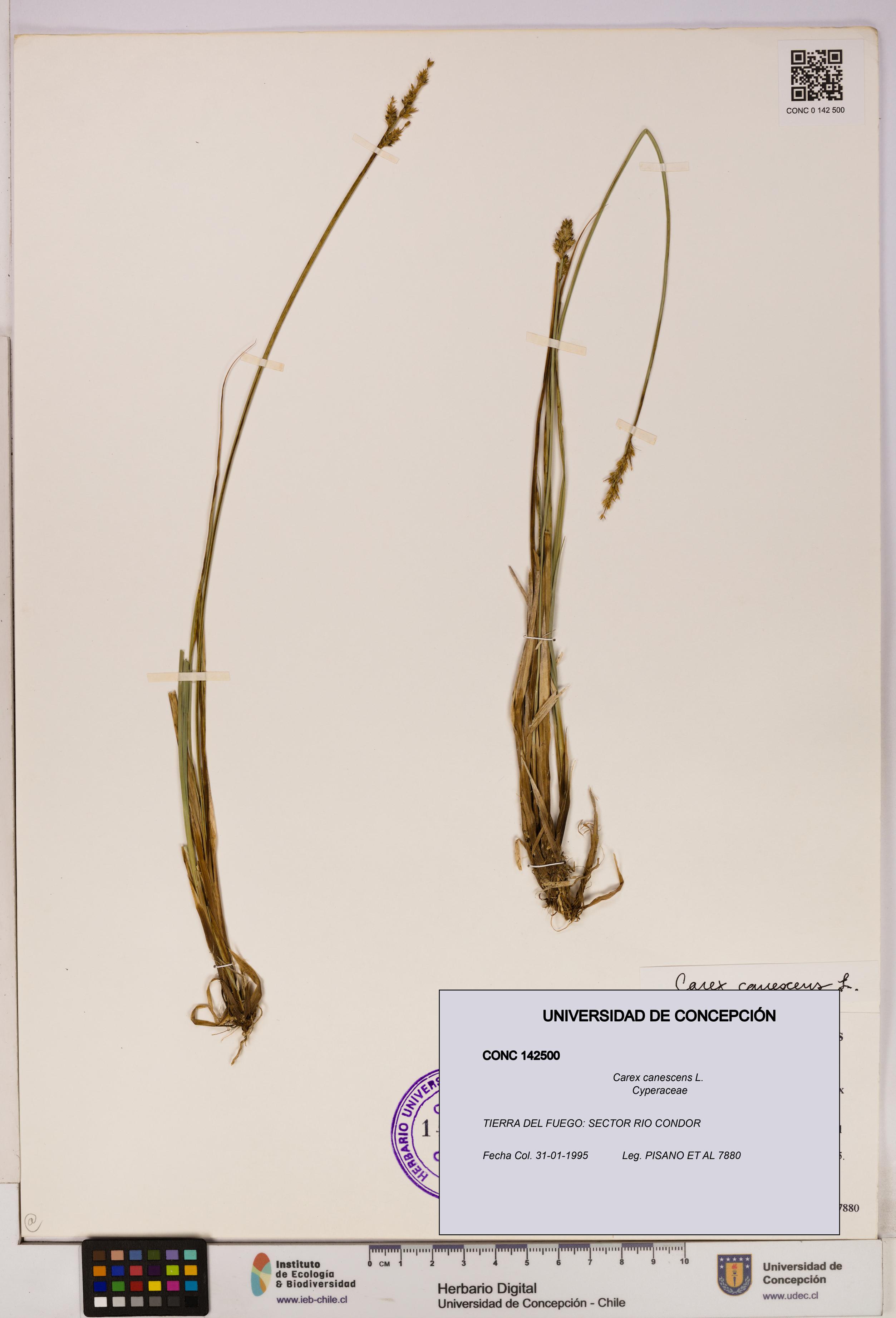 Carex canescens [Espécimen: UDEC:CONC:0142500]