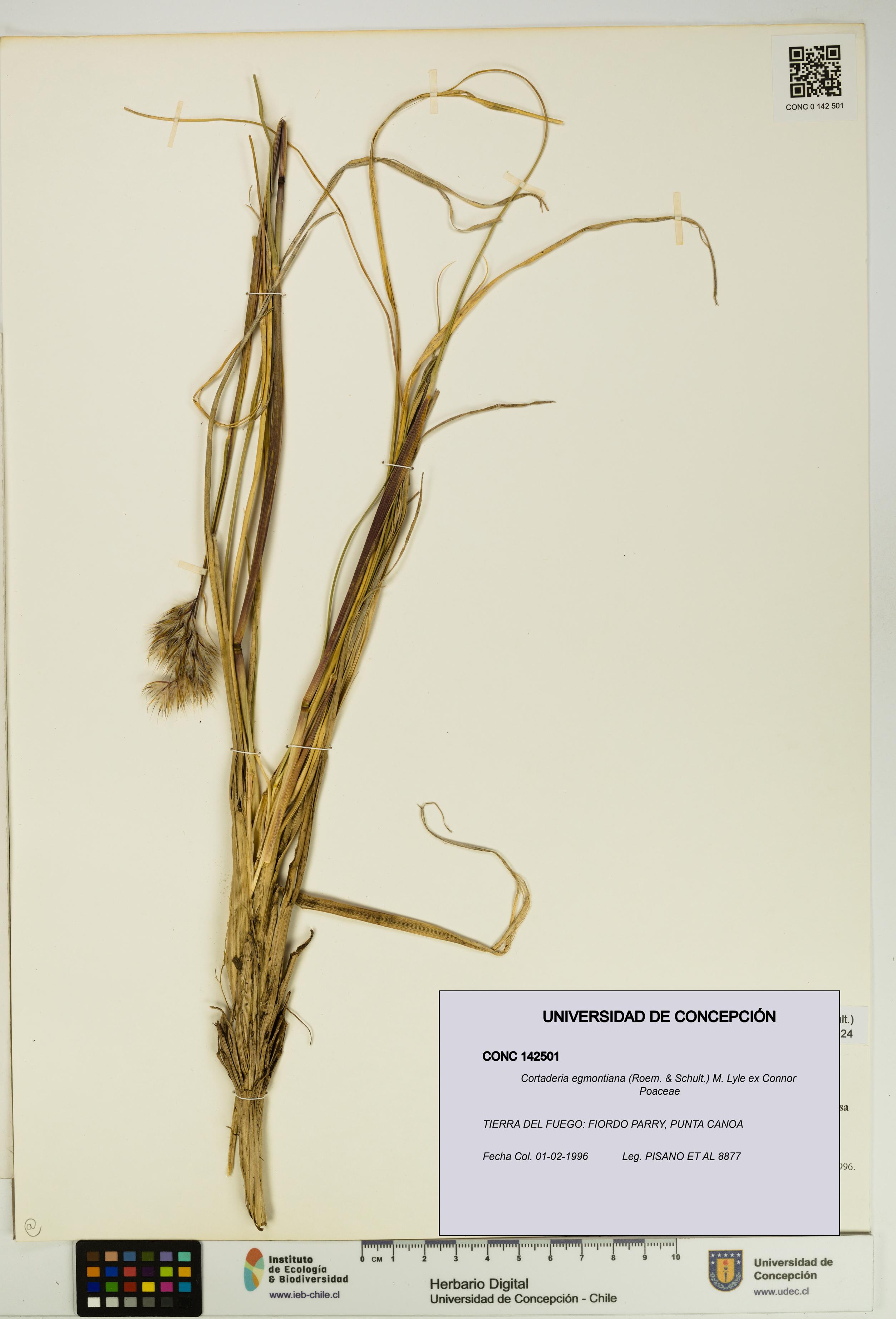Cortaderia egmontiana [Espécimen: UDEC:CONC:0142501]