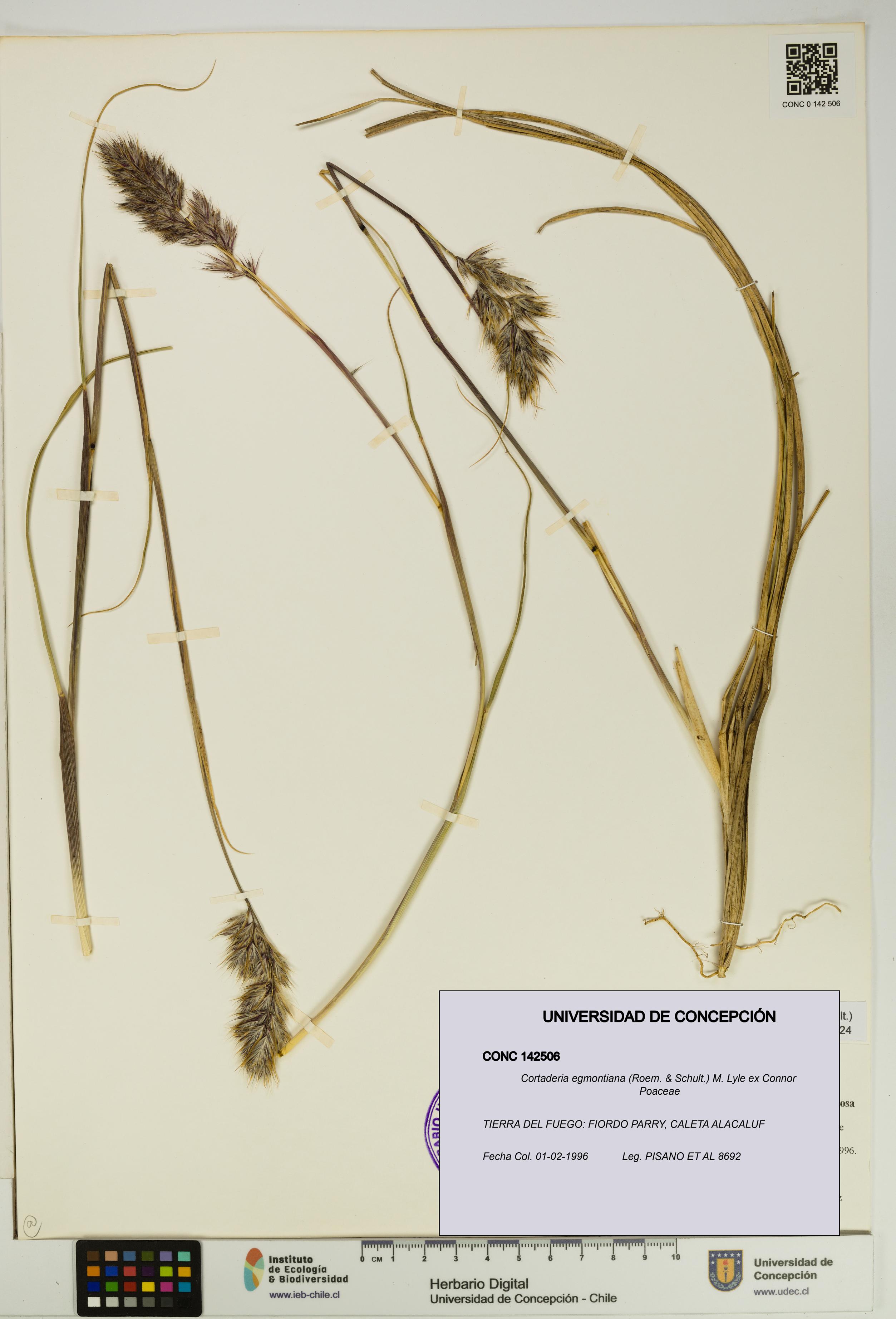 Cortaderia egmontiana [Espécimen: UDEC:CONC:0142506]
