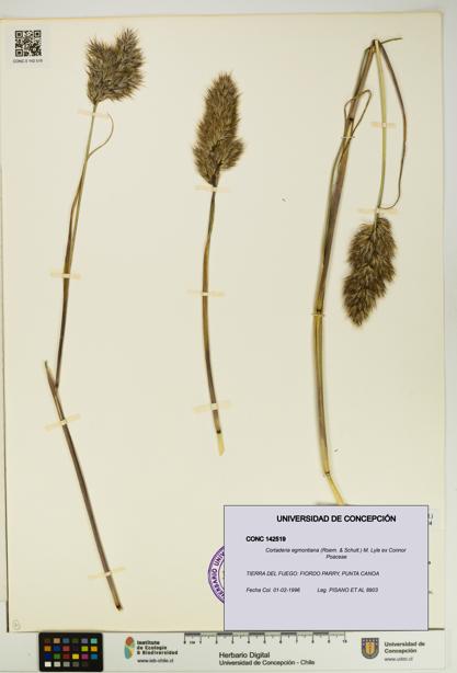 Cortaderia egmontiana [Espécimen: UDEC:CONC:0142519]