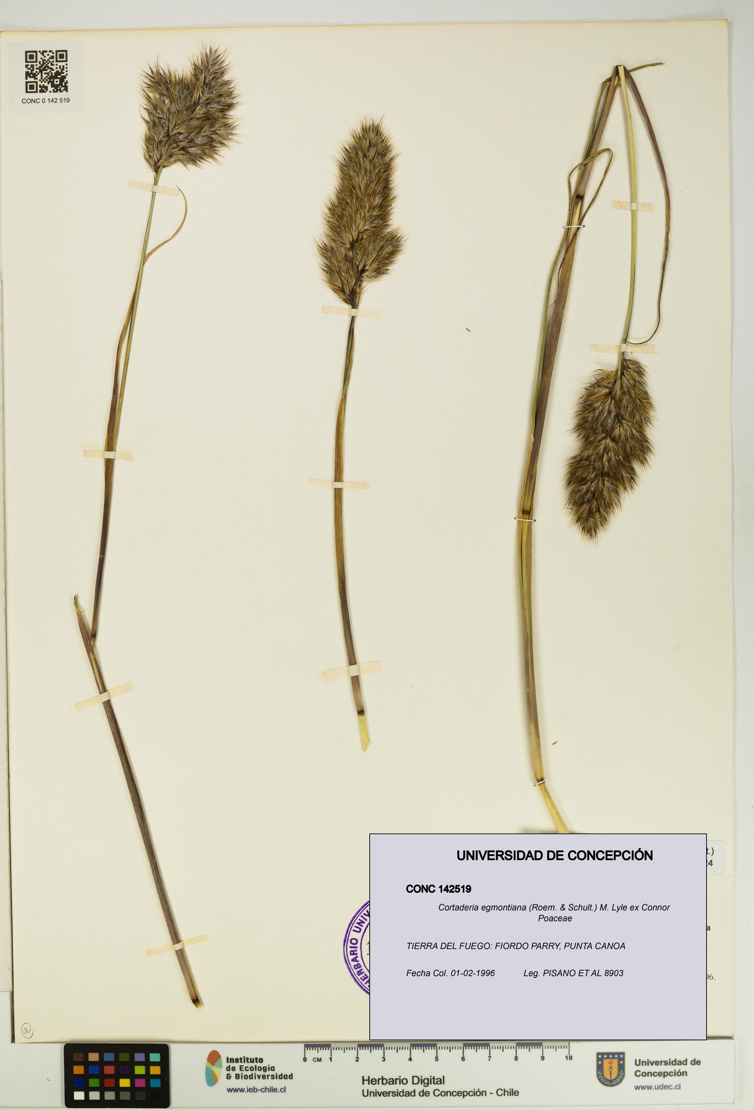Cortaderia egmontiana [Espécimen: UDEC:CONC:0142519]