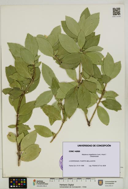 Maytenus magellanica [Espécimen: UDEC:CONC:0142520]