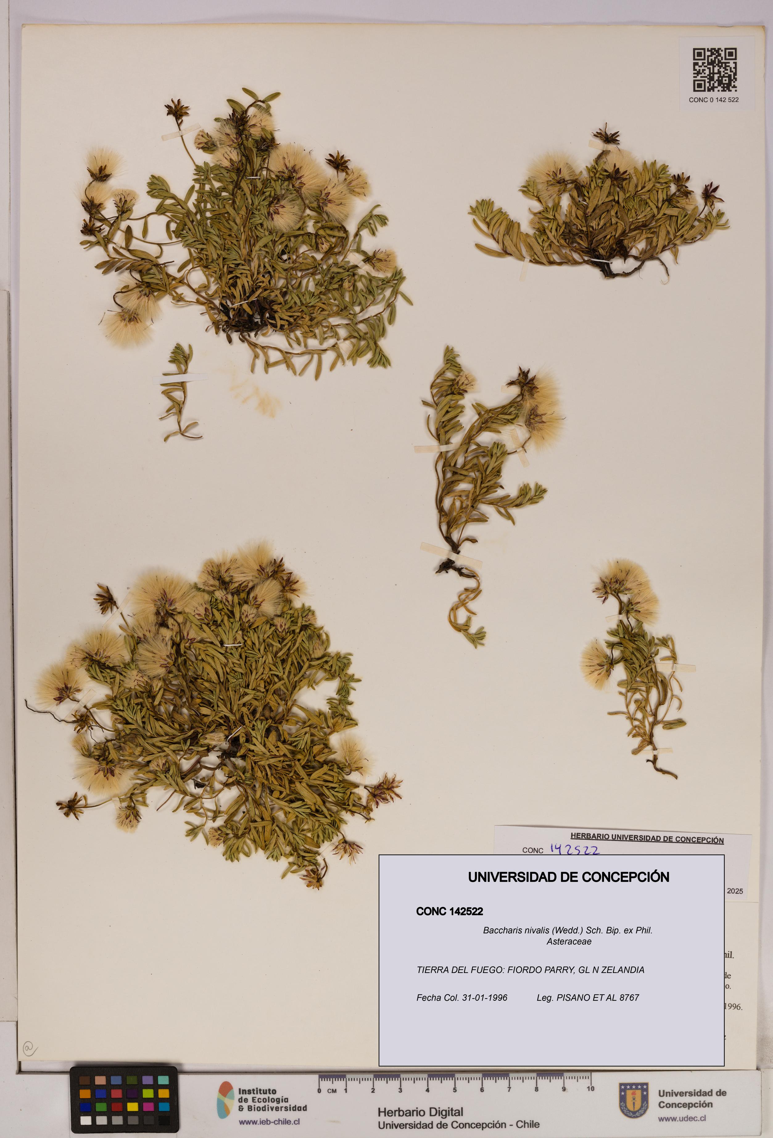 Baccharis nivalis [Espécimen: UDEC:CONC:0142522]