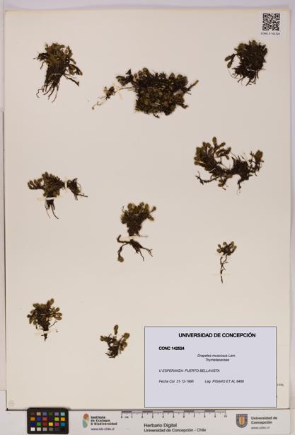 Drapetes muscosus [Espécimen: UDEC:CONC:0142524]