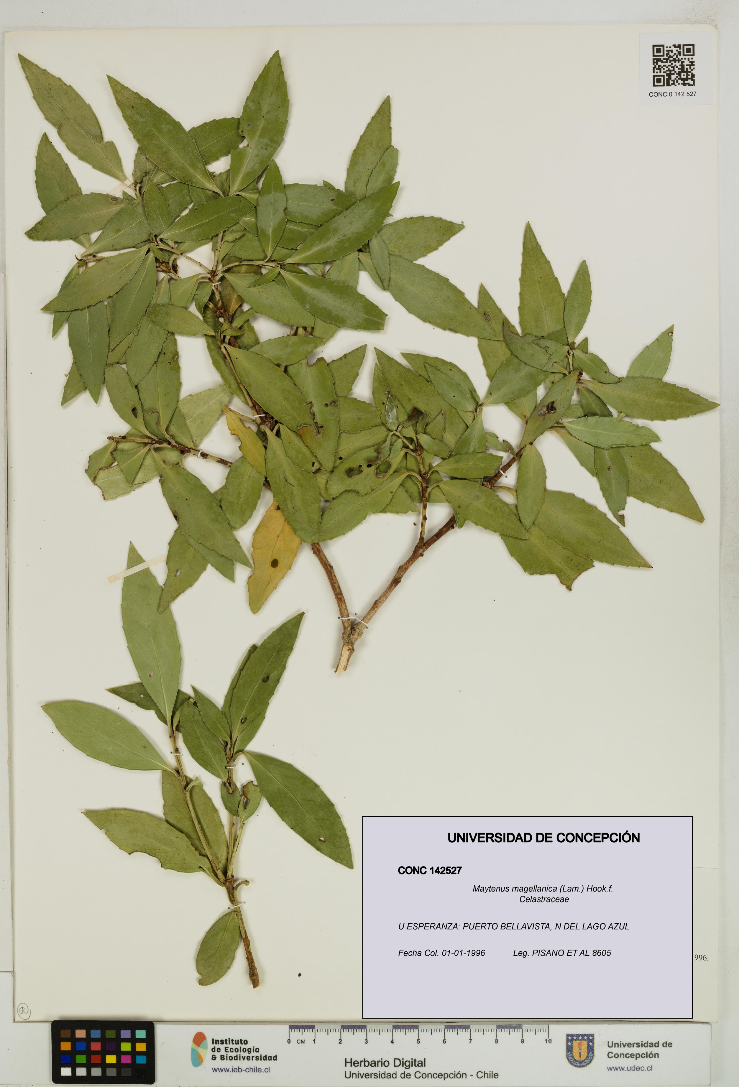 Maytenus magellanica [Espécimen: UDEC:CONC:0142527]